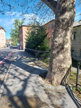 Strara, lep platana, ki ji je treba prilagoditi pločnik